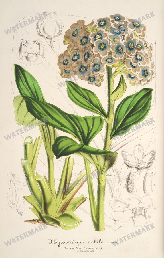 Floral Illustrations