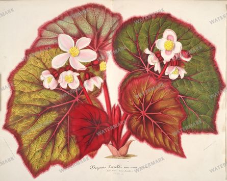 Floral Illustrations