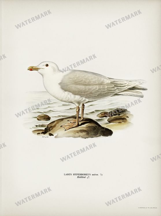 Birds Vintage Prints