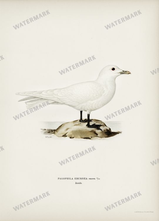 Birds Vintage Prints