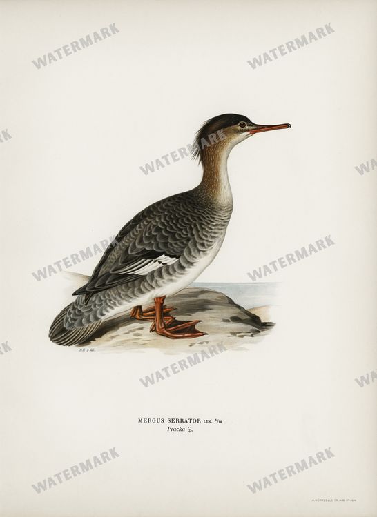 Birds Vintage Prints
