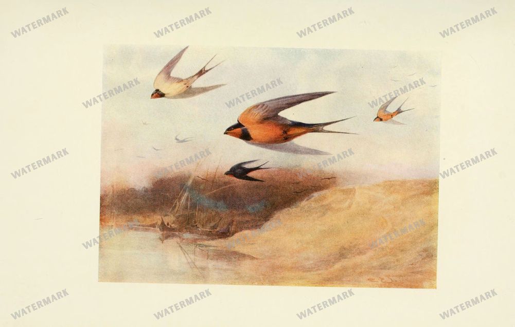 Birds Vintage Prints