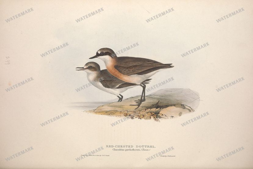 Birds Vintage Prints