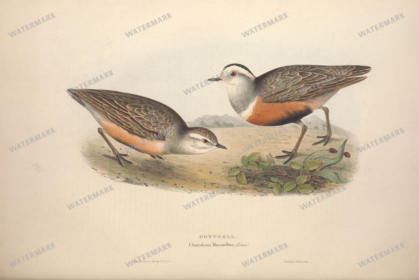 Birds Vintage Prints