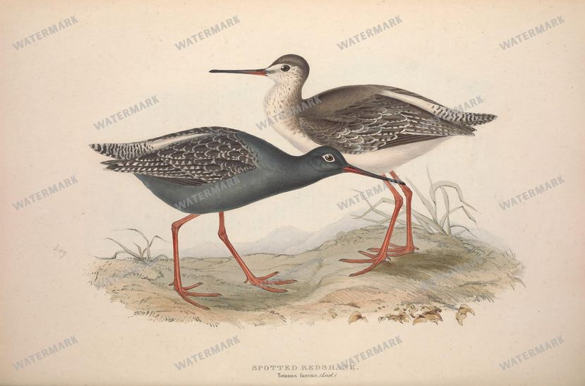 Birds Vintage Prints