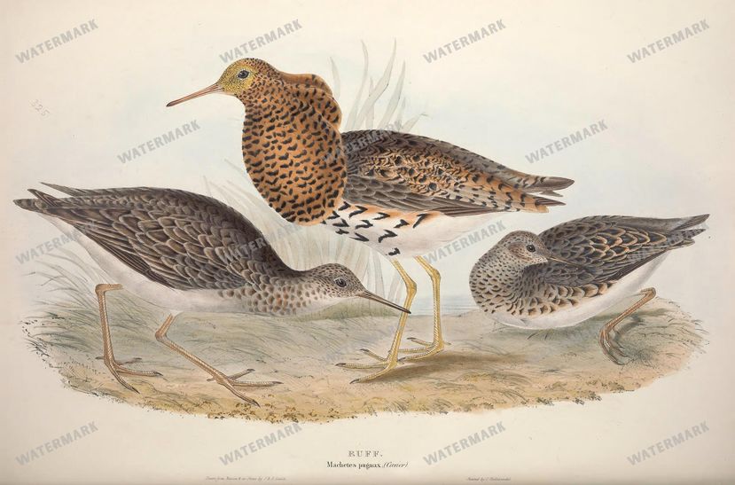 Birds Vintage Prints