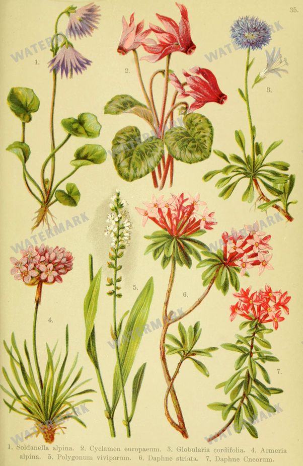Botanical Alpen-Flora Vintage Prints