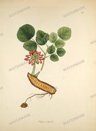 Botanical Plant Vintage Prints