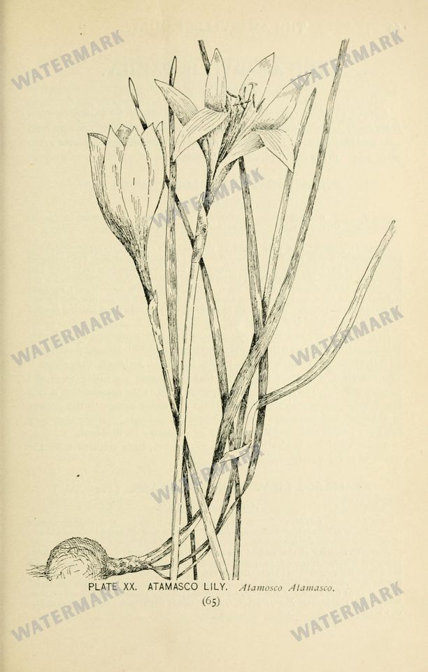 Botanical Sketches Vintage Prints