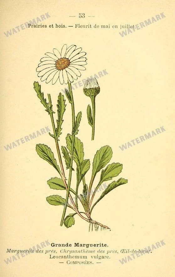 Botanical Vintage Prints