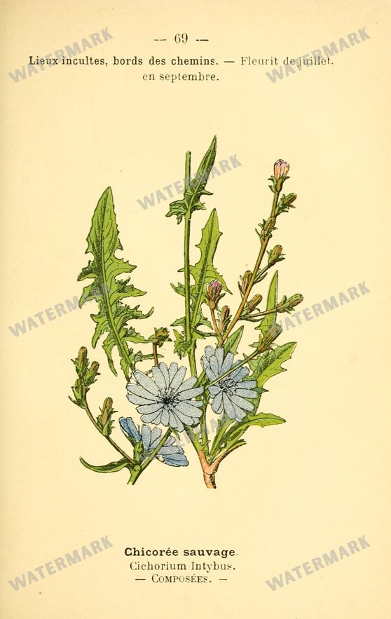 Botanical Vintage Prints