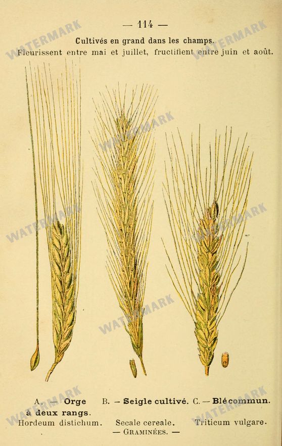 Botanical Vintage Prints