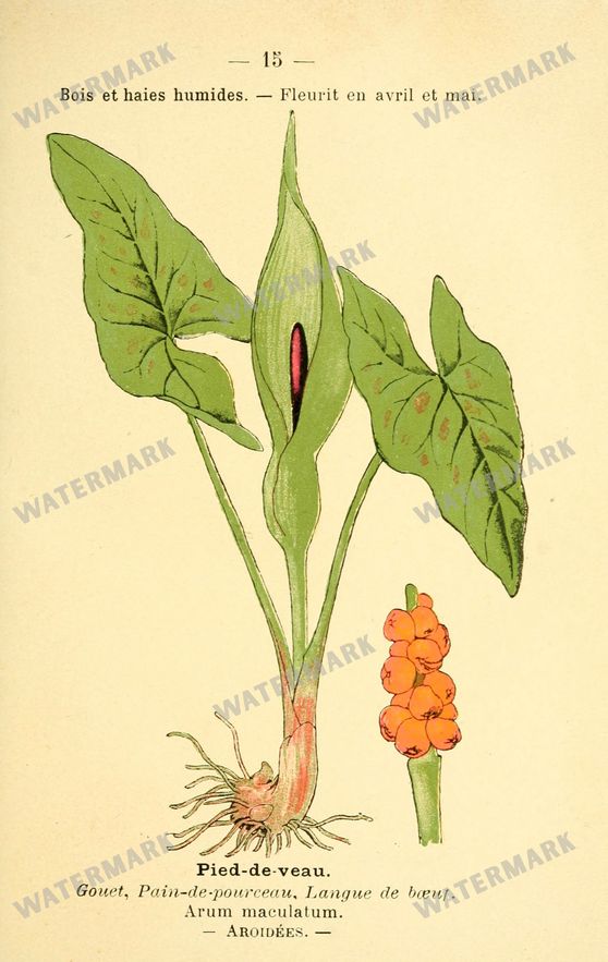 Botanical Vintage Prints