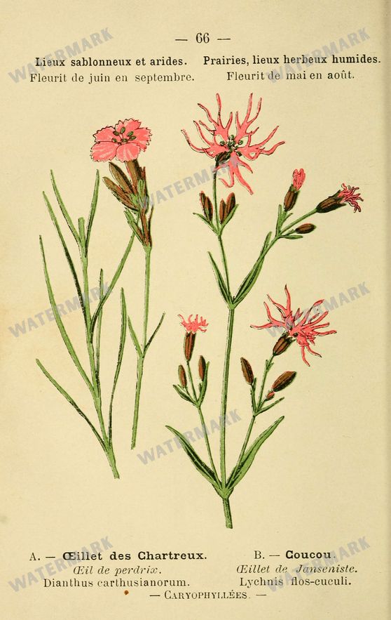 Botanical Vintage Prints