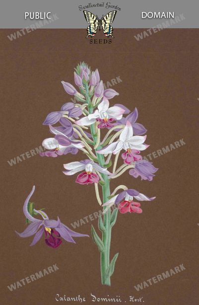Botanical Vintage Prints