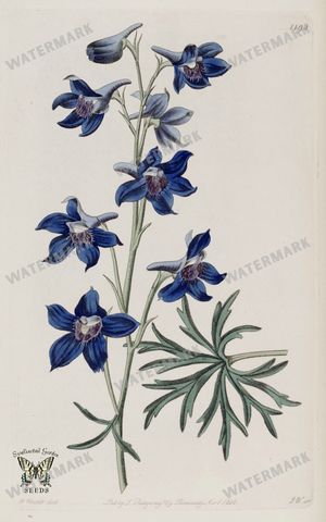 Botanical Vintage Prints