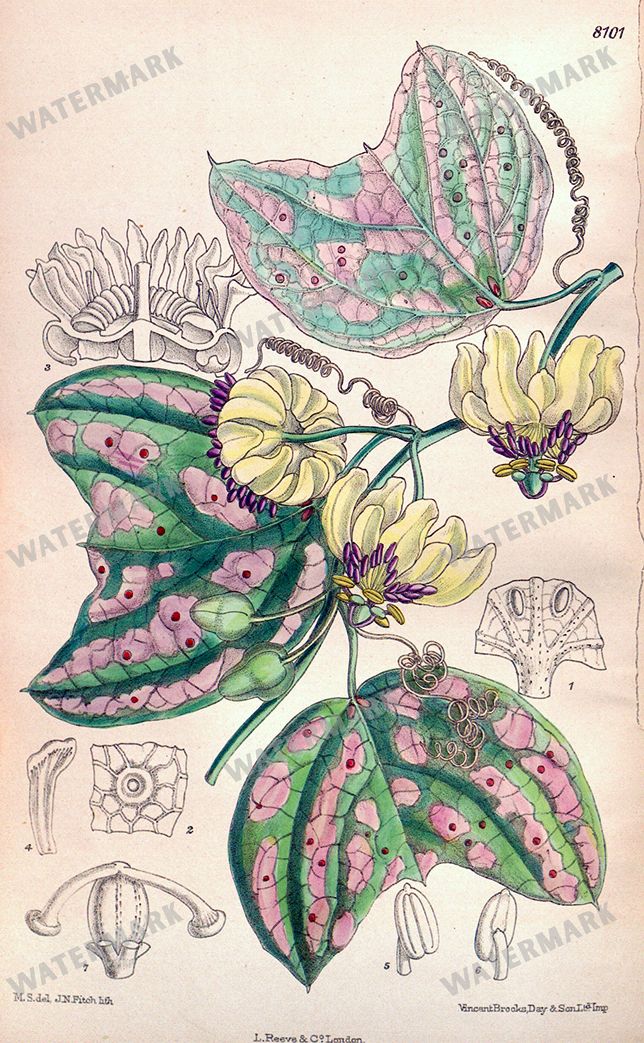 Botanical Vintage Prints