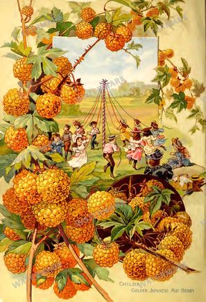Botanical Vintage Prints