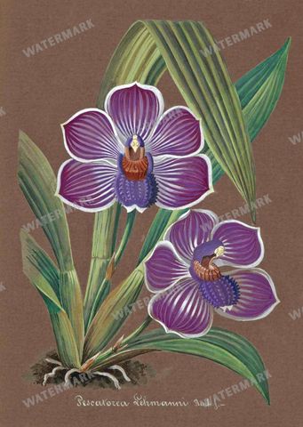 Botanical Vintage Prints