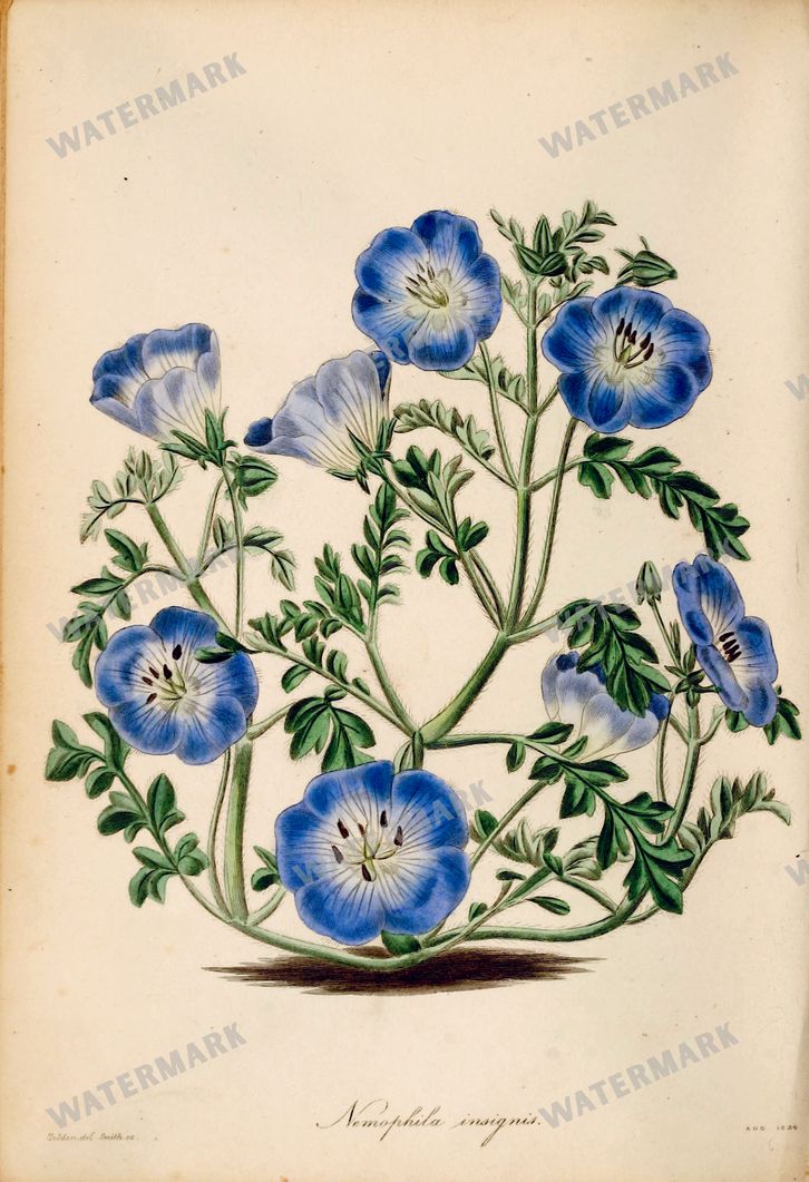 Botanical Vintage Prints