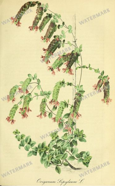 Botanical Vintage Prints