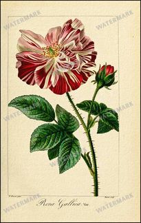 Botanical Vintage Prints