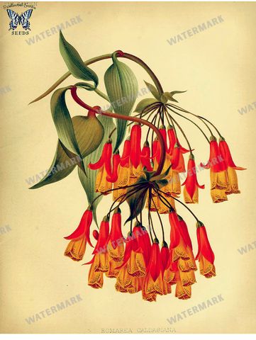 Botanical Vintage Prints