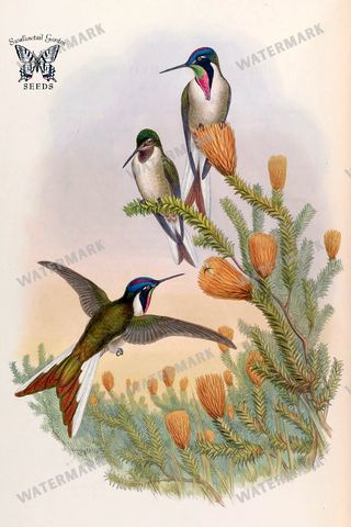 Botanical Vintage Prints