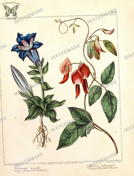 Botanical Vintage Prints