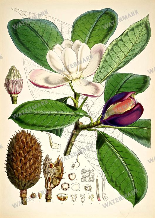 Botanical Vintage Prints