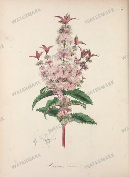 Botanical Vintage Prints