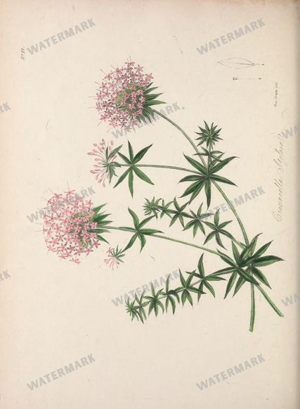 Botanical Vintage Prints