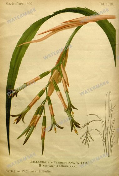 Botanical Vintage Prints