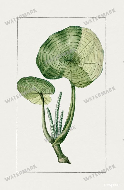 Botanical Vintage Prints