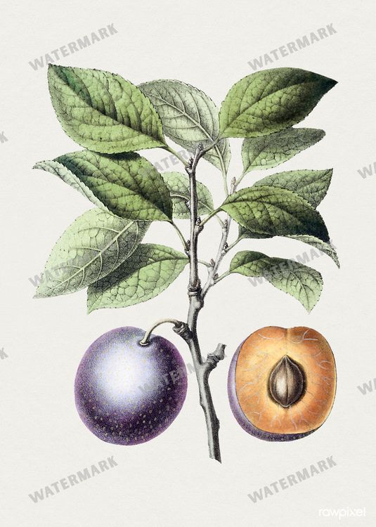Botanical Vintage Prints