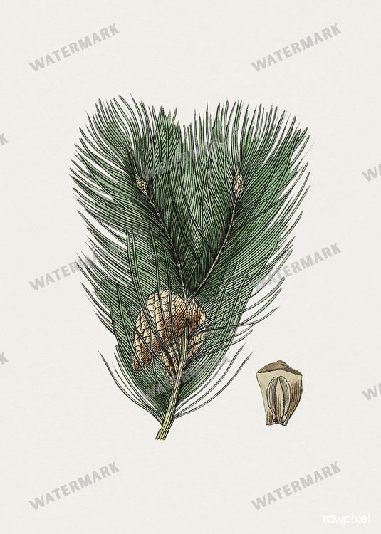 Botanical Vintage Prints