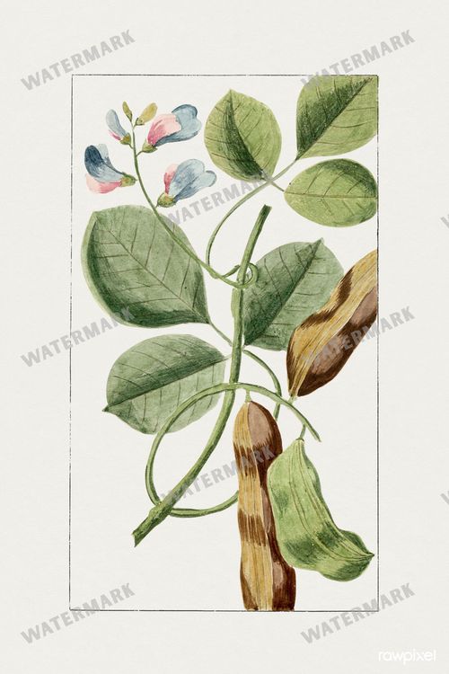 Botanical Vintage Prints