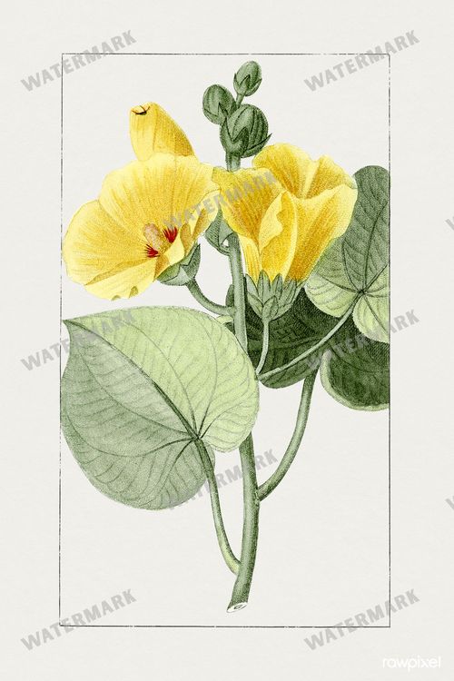 Botanical Vintage Prints