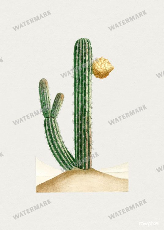 Botanical Vintage Prints