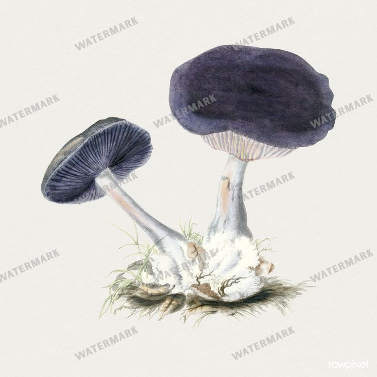 Botanical Vintage Prints