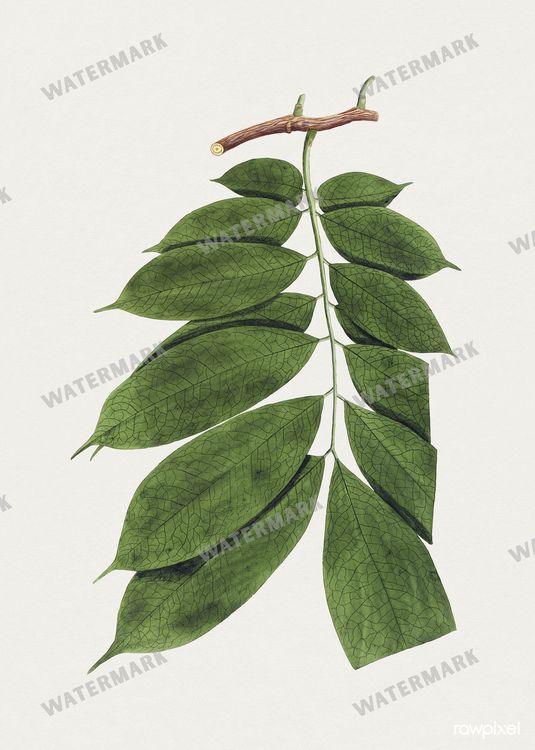 Botanical Vintage Prints