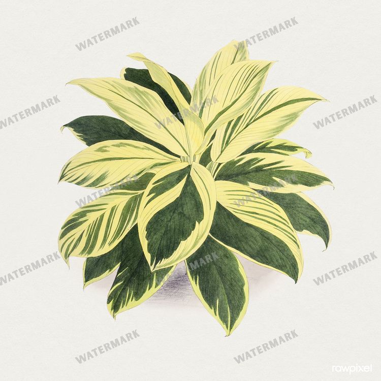Botanical Vintage Prints