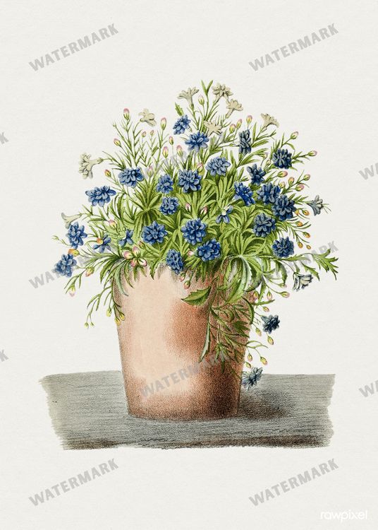 Botanical Vintage Prints