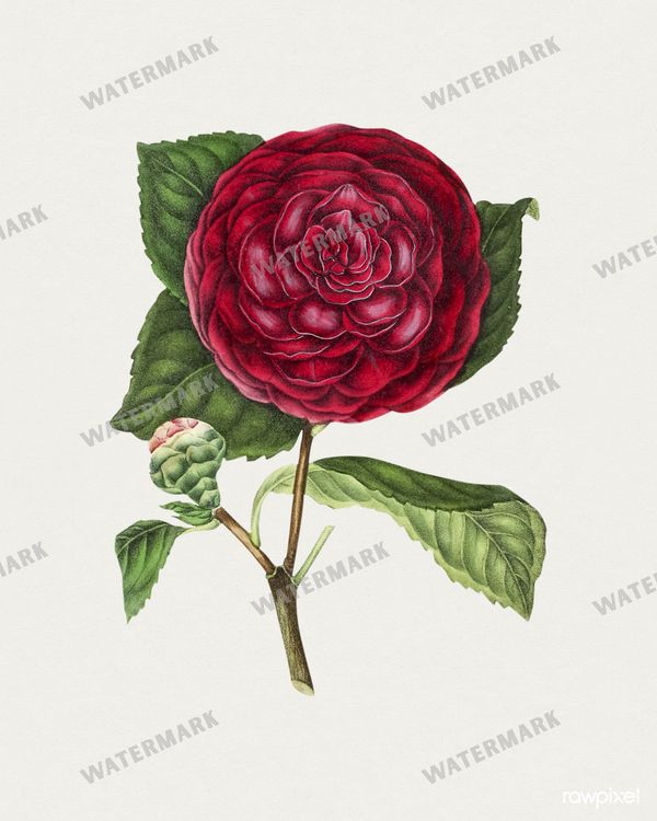 Botanical Vintage Prints