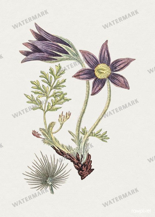 Botanical Vintage Prints