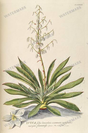 Botanical Vintage Prints