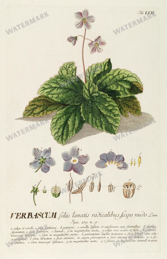 Botanical Vintage Prints