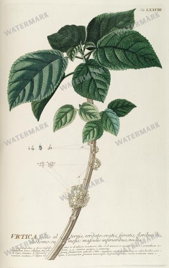 Botanical Vintage Prints
