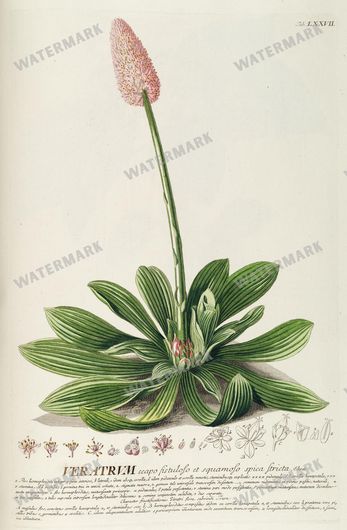 Botanical Vintage Prints