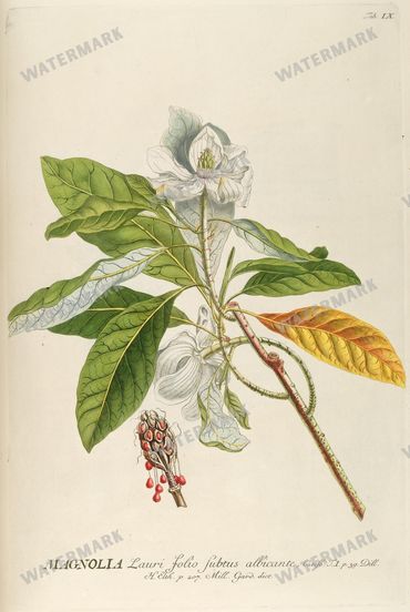 Botanical Vintage Prints